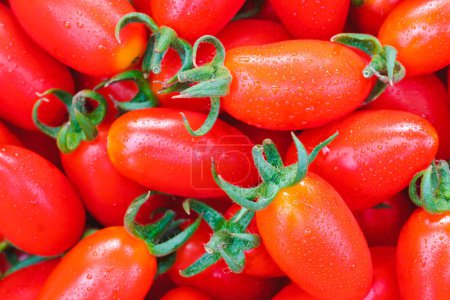 Téléchargez les photos : Petites tomates prunes, variété Solarino (Solarino RZ F1), Hollande, fruité, doux, délicieux, arbre fort, peut être cultivé dans toute la Thaïlande. - en image libre de droit