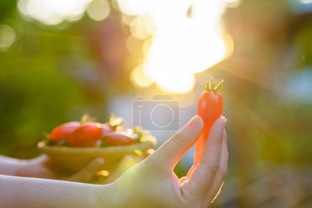 Foto de Mano de mujer sosteniendo tomates rojos cereza en primer plano con luz dorada. - Imagen libre de derechos