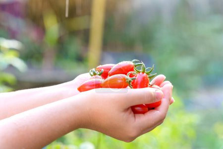Foto de Cherry tomatoes in woman's hands with blurred natural green background. - Imagen libre de derechos
