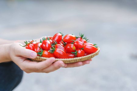 Foto de Woman's hand holding a wooden basket with red cherry tomatoes. - Imagen libre de derechos