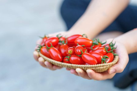 Foto de Hand holding fresh red cherry tomatoes in wooden basket. - Imagen libre de derechos