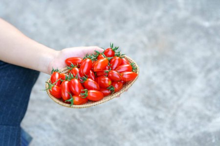 Téléchargez les photos : Hand holding fresh red cherry tomatoes in wooden basket. - en image libre de droit