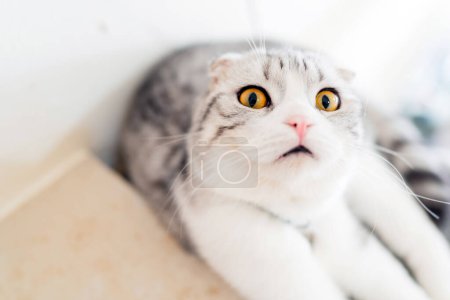Téléchargez les photos : Un chat pliant écossais regarde dans la caméra avec de grands yeux fous. - en image libre de droit