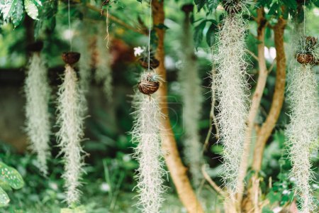 Foto de El musgo español (Tillandsia usneoides) se utiliza como adorno decorativo de jardín para ayudar a purificar el aire y aumentar la sombra.. - Imagen libre de derechos