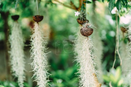 Foto de El musgo español (Tillandsia usneoides) es una planta ornamental auspiciosa y purifica el aire. Ayuda a absorber toxinas y polvo. Fácil de cuidar. Adecuado para plantar en las ventanas y decorar el jardín. - Imagen libre de derechos