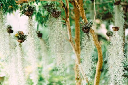 Foto de El musgo español (Tillandsia usneoides) se utiliza como adorno decorativo de jardín para ayudar a purificar el aire y aumentar la sombra.. - Imagen libre de derechos