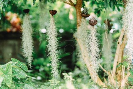 Foto de El musgo español (Tillandsia usneoides) es una planta ornamental auspiciosa y purifica el aire. Ayuda a absorber toxinas y polvo. Fácil de cuidar. Adecuado para plantar en las ventanas y decorar el jardín. - Imagen libre de derechos