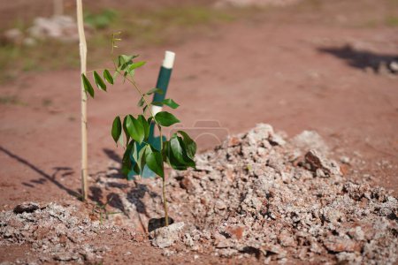 A newly planted tree in the ground