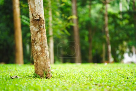 Nahaufnahme eines einzelnen Baumstammes in einem saftig grünen Wald mit verschwommenem Hintergrund