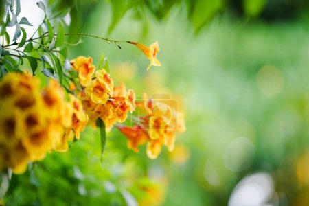 Gelbe Allamanda-Blumen im Garten mit verschwommenem Hintergrund.