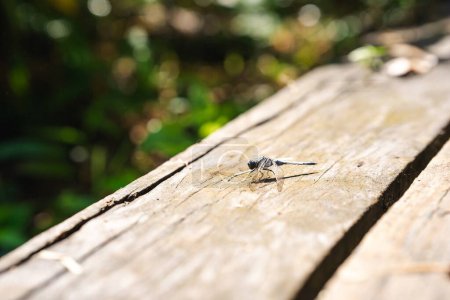 A dragonfly perches on a wooden railing.