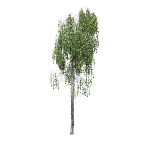 Foto de Árbol de hoja caduca, aislado sobre fondo blanco, ilustración 3D, renderizado cg - Imagen libre de derechos