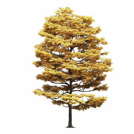 Photo for Deciduous tree, isolated on white background, 3D illustration, cg render - Royalty Free Image