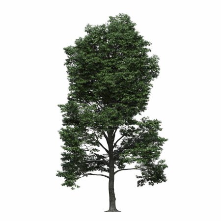 Photo for Deciduous tree, isolated on white background, 3D illustration, cg render - Royalty Free Image