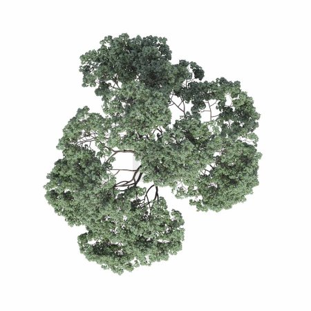 Foto de Vista superior del árbol, aislado sobre fondo blanco, ilustración 3D, renderizado cg - Imagen libre de derechos
