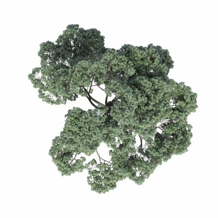 Foto de Vista superior del árbol, aislado sobre fondo blanco, ilustración 3D, renderizado cg - Imagen libre de derechos