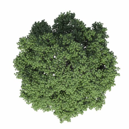 Photo for Tree top view, isolated on white background, 3D illustration, cg render - Royalty Free Image