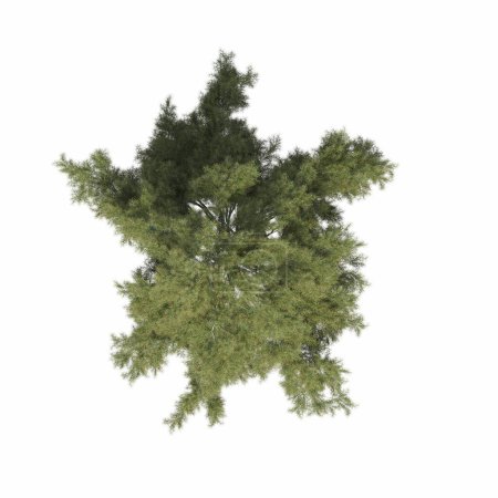 Téléchargez les photos : Vue de dessus de l'arbre, isolé sur fond blanc, illustration 3D, rendu cg - en image libre de droit