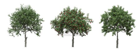 Photo for Big trees, isolated on white background, 3D illustration, cg render - Royalty Free Image