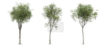 Foto de Árboles grandes, aislados sobre fondo blanco, ilustración 3D, renderizado cg - Imagen libre de derechos