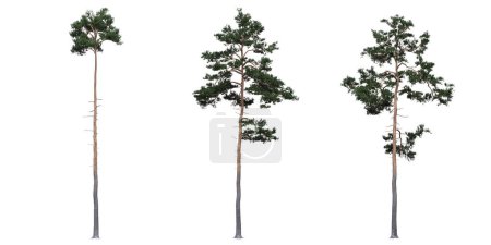 Photo for Big trees, isolated on white background, 3D illustration, cg render - Royalty Free Image