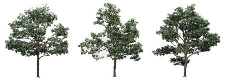 Téléchargez les photos : Grands arbres, isolés sur fond blanc, illustration 3D, rendu cg - en image libre de droit