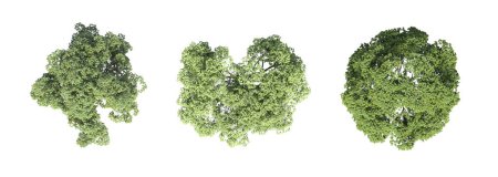 Photo for Tree top view, isolated on white background, 3D illustration, cg render - Royalty Free Image