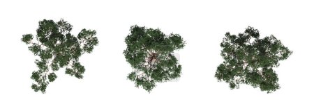 Téléchargez les photos : Vue de dessus de l'arbre, isolé sur fond blanc, illustration 3D, rendu cg - en image libre de droit