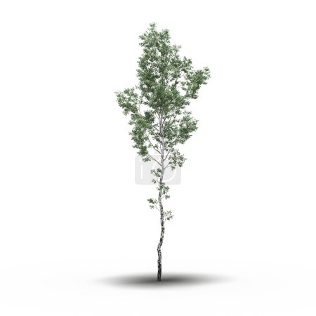 Photo for Large tree with a shadow under it, isolated on white background, 3D illustration - Royalty Free Image