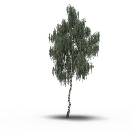 Foto de Árbol grande con una sombra debajo, aislado sobre fondo blanco, ilustración 3D - Imagen libre de derechos