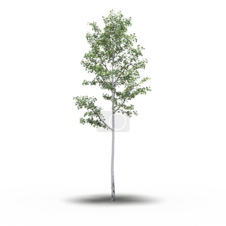 Photo for Large tree with a shadow under it, isolated on white background, 3D illustration - Royalty Free Image