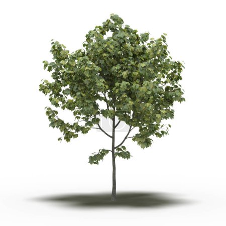Téléchargez les photos : Grand arbre avec une ombre sous lui, isolé sur fond blanc, illustration 3D - en image libre de droit