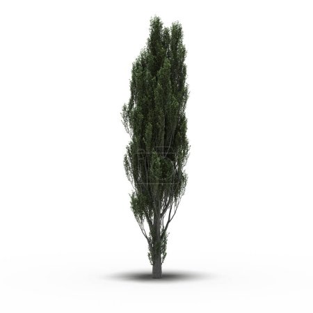Téléchargez les photos : Grand arbre avec une ombre sous lui, isolé sur fond blanc, illustration 3D - en image libre de droit