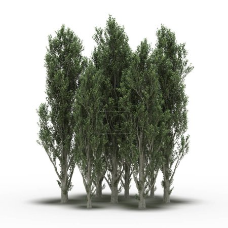 Foto de Grupo de árboles con sombras aisladas sobre fondo blanco, ilustración 3D - Imagen libre de derechos