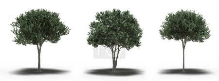 Photo for Group of trees with shadows isolated on white background, 3D illustration - Royalty Free Image