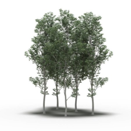 Téléchargez les photos : Groupe d'arbres avec ombres isolés sur fond blanc, illustration 3D - en image libre de droit