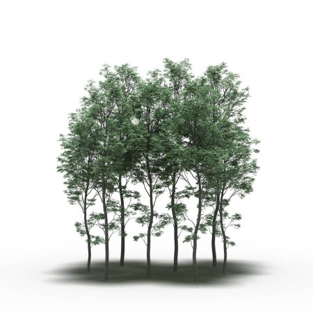 Téléchargez les photos : Groupe d'arbres avec ombres isolés sur fond blanc, illustration 3D - en image libre de droit