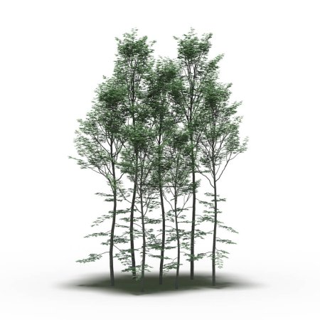 Foto de Grupo de árboles con sombras aisladas sobre fondo blanco, ilustración 3D - Imagen libre de derechos
