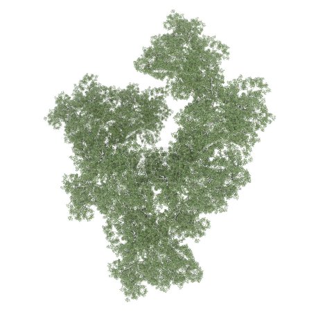 Foto de Grupo de árboles, vista superior, aislado sobre fondo blanco, ilustración 3D - Imagen libre de derechos