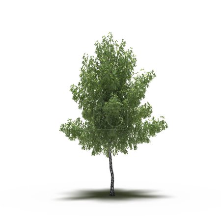 Téléchargez les photos : Large conifer tree with a shadow under it, isolated on white background, 3D illustration, cg render - en image libre de droit