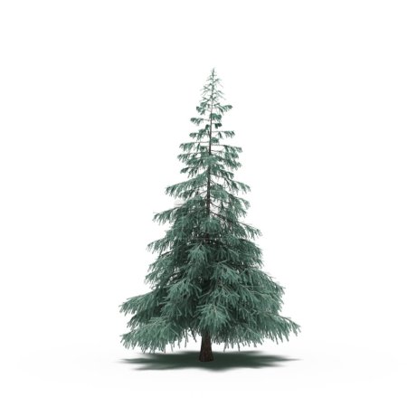 Photo for Large conifer tree with a shadow under it, isolated on white background, 3D illustration, cg render - Royalty Free Image