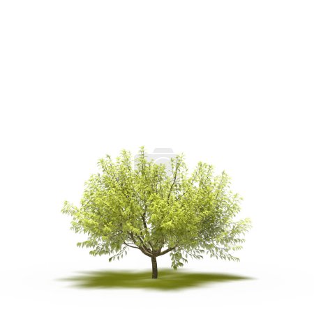 Photo for Large tree with a shadow under it, isolated on white background, 3D illustration, cg render - Royalty Free Image