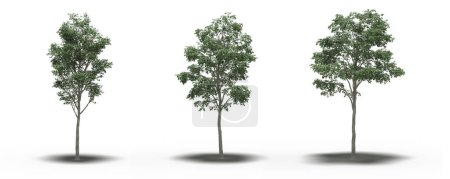 Téléchargez les photos : Large trees with a shadow under it, isolated on white background, 3D illustration, cg render - en image libre de droit