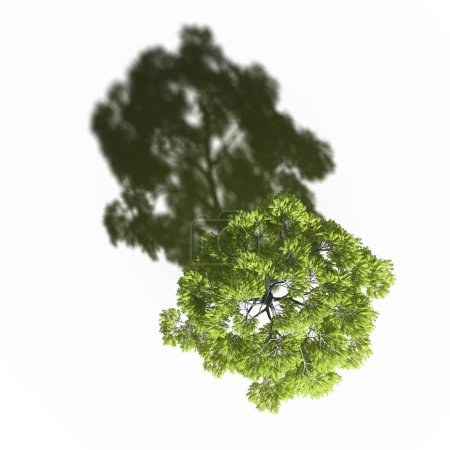 Téléchargez les photos : Large tree with a shadow under it, isolated on white background, 3D illustration, top view - en image libre de droit