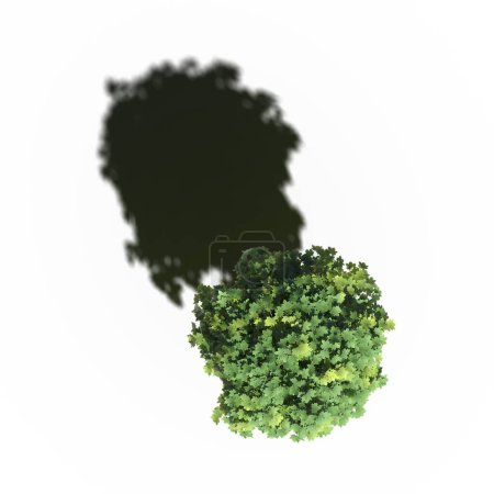 Téléchargez les photos : Large tree with a shadow under it, isolated on white background, 3D illustration, top view - en image libre de droit