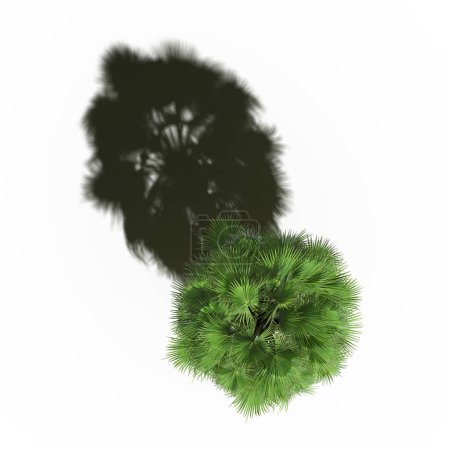 Téléchargez les photos : Large palm trees with a shadow under it, isolated on white background, 3D illustration, top view - en image libre de droit