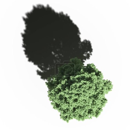 Foto de Large tree with a shadow under it, isolated on white background, 3D illustration, top view - Imagen libre de derechos