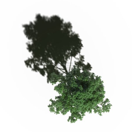 Foto de Large tree with a shadow under it, isolated on white background, 3D illustration, top view - Imagen libre de derechos