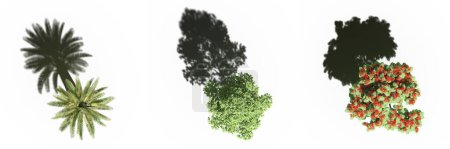 Foto de Large trees with a shadow under it, isolated on white background, 3D illustration, top view - Imagen libre de derechos