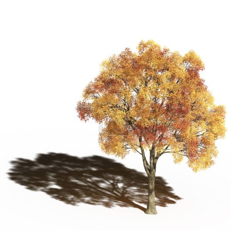 Foto de Large tree with a shadow under it, isolated on white background, 3D illustration, cg render - Imagen libre de derechos